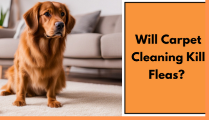 Will Carpet Cleaning Kill Fleas? Exploring the Effectiveness in Burleigh Heads